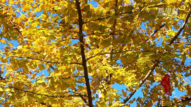 千城百县看中国｜福建寿宁：微寒暖阳时