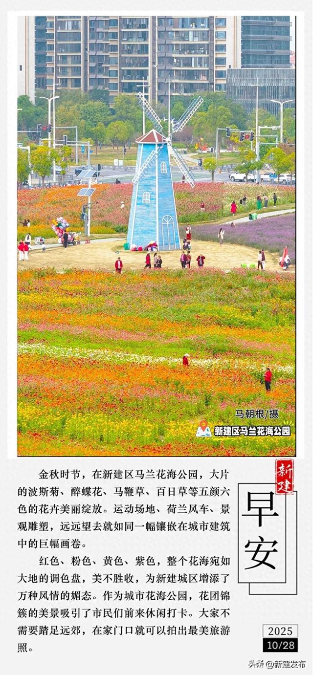 早安 新建丨马兰花海秋季赏花正当时！