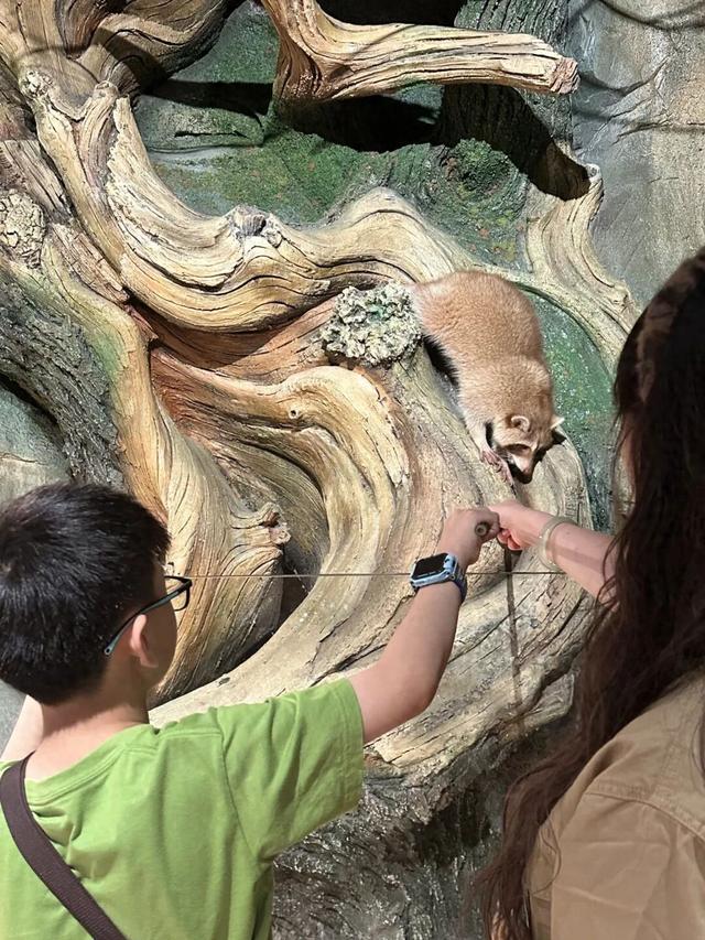 上海市中心商场里，竟然藏着一座 “动物岛”！30+萌宠扎堆，童话造景超出片→