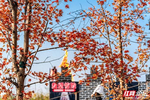 岁暖时刻丨枫落无声，秋意成空——益阳红枫大道的迟暮之美