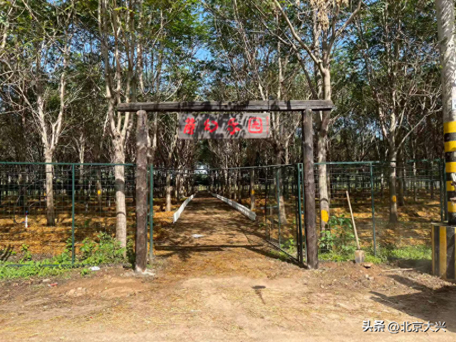 实现赤松茸自由！大兴这个遛娃圣地藏不住了