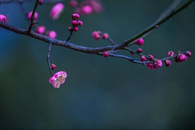 沙坪坝歌乐山红梅怒放，英雄魂畔芬芳四溢！
