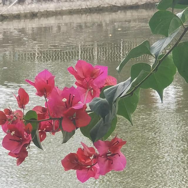 表妹（小小说）