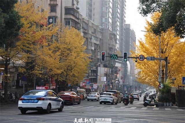 金色银杏与车流共舞，贵阳文昌南路上的“限定冬景”