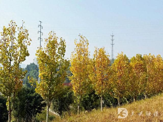 五星湿地藏秋韵，东兴初冬打卡新地标