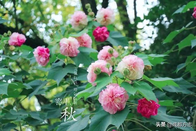 开疯了！一日三变的浪漫，错过等一年→