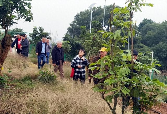 影沉枝聆万籁 蛙声遁迹问天和一一长江岸边泸州马道子村考察行