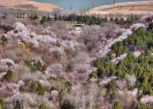预约登永定塔可俯瞰桃花谷！园博园国潮嘉年华周六启动