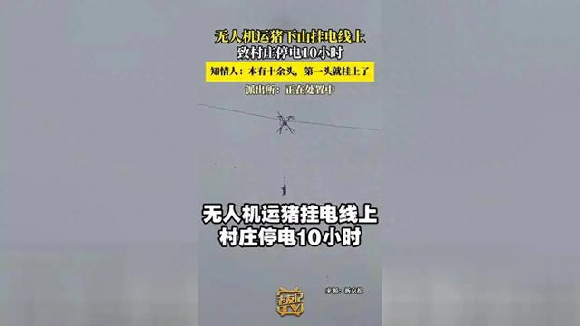 为了这头年猪的“飞天梦”	，全村陪它停电10小时？