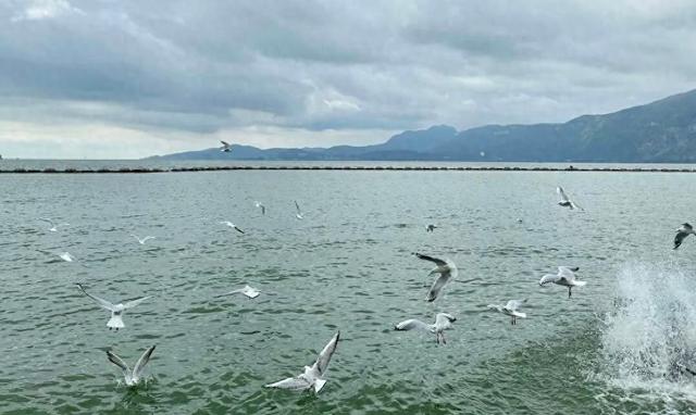 滇池的海鸥已经来了，洱海的还远吗？