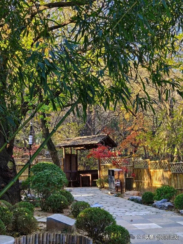 大连两片超美竹林,第二个很少有人知道