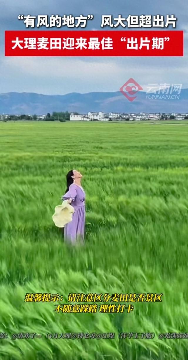 《大理大风天拍美照：别人看我出神图，我在草地里被吹翻几次！》