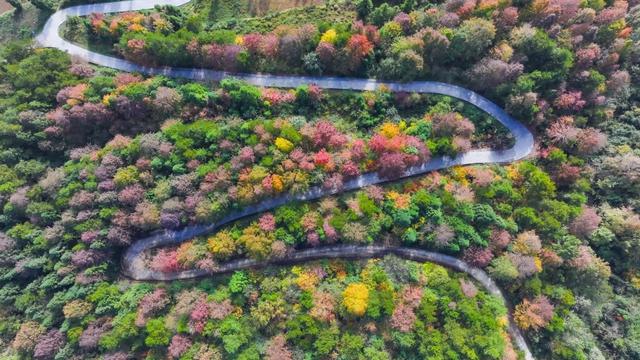 印江:万亩枫林绘就初冬绚烂画卷