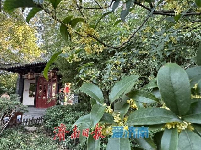 一年四季 泉在济南 | 桂花飘香 沁人心脾