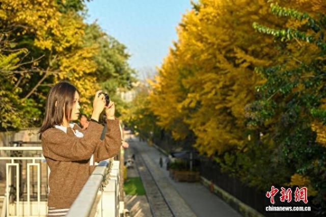 昆明街头银杏披“金衣” 市民打卡忙