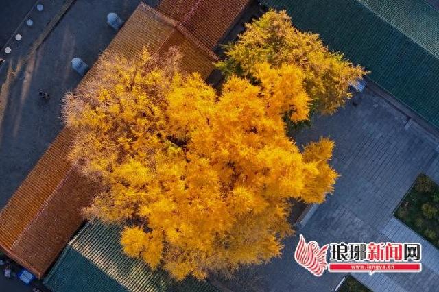 “杏”会临沂美到刷屏！这份实景攻略帮您解锁最美秋意！