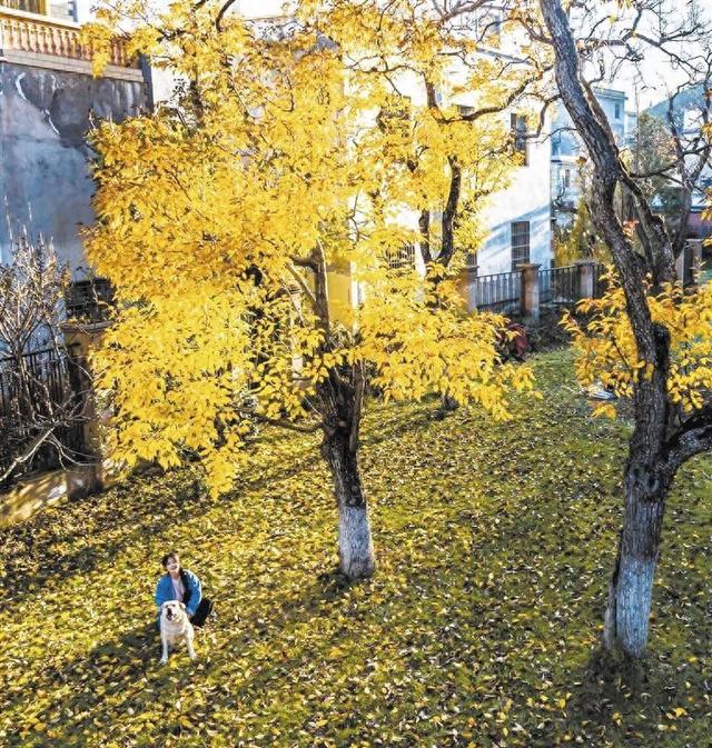 当梨园披上冬日的霜