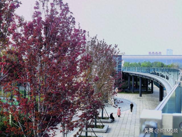 《寻找石家庄最美秋天》之三:枫叶渐红秋意渐浓
