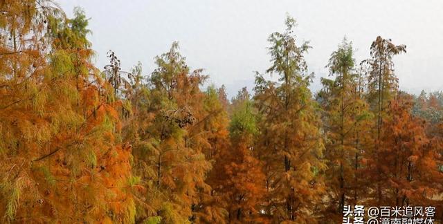 大佛寺湿地的“红杉奇景”：童话森林展现浪漫魅力