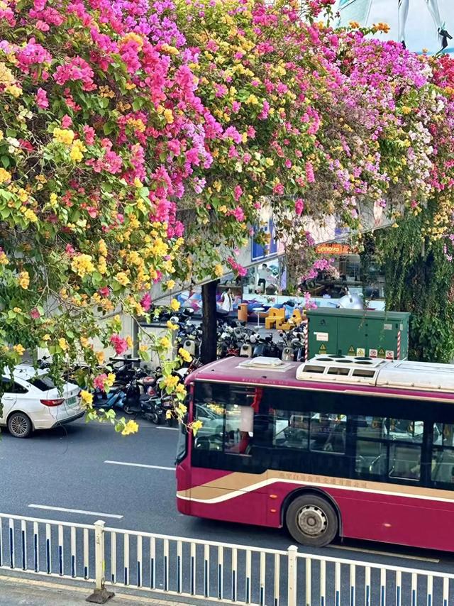广西的冬天像是倒放的春天!三角梅天桥“火出圈”,还有一场叶子花盛宴来了……
