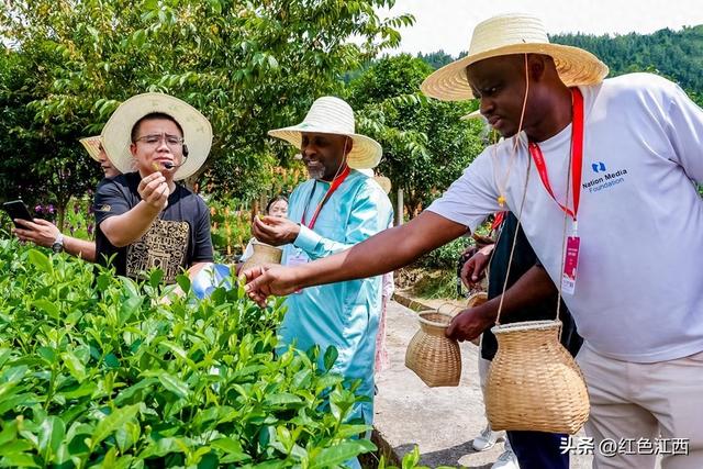 外媒走进上犹采风：体验采茶制茶 感受生态产业活力
