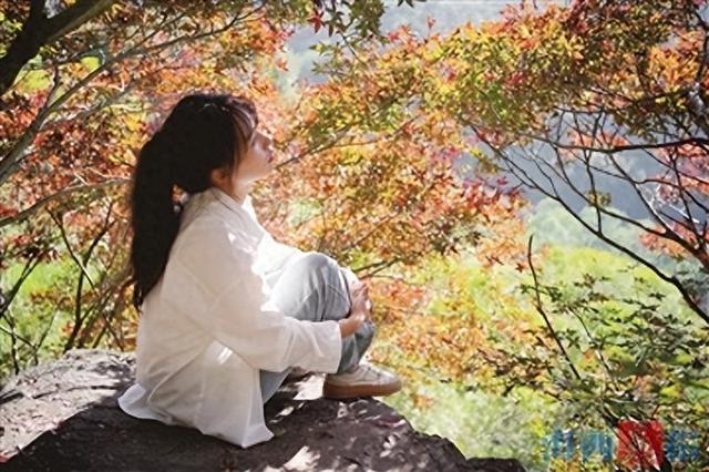 厦门“枫叶”红了？其实是五裂槭！这些地方可以欣赏到