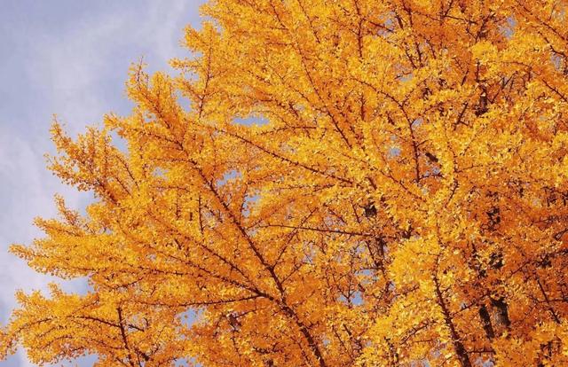 银杏黄金周倒计时！6大秘境+2个宝藏地的终极玩法，错过再等一年