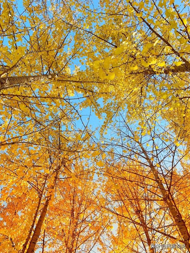 郑州用600株银杏带你迎接“醉”美的秋天