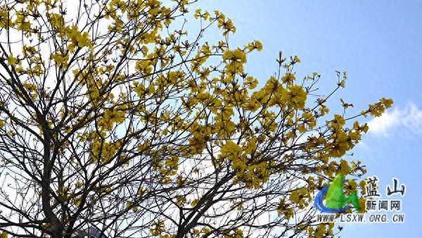美丽蓝山：繁花缀满枝 乐享春日美景