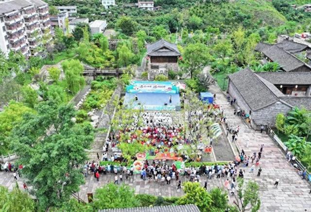 屏山书楼桂圆熟了！第十一届采摘活动甜蜜开幕，快来体验千年府郡的田园之旅