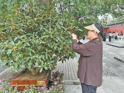 十大公园办赏桂盛会