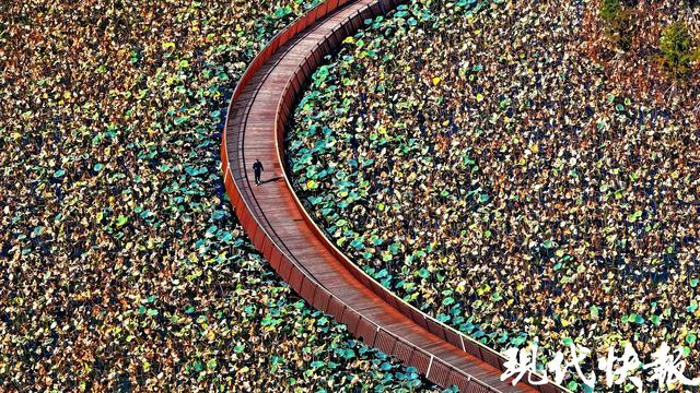 立冬遇秋浓，Citywalk解锁南京斑斓色