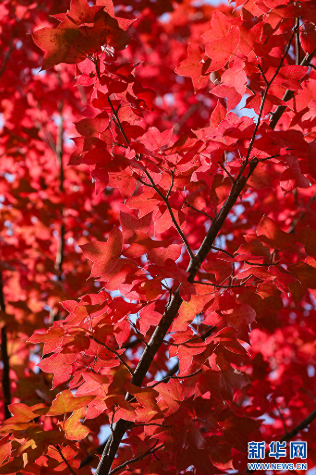 昆明：火红枫叶勾勒诗意公园