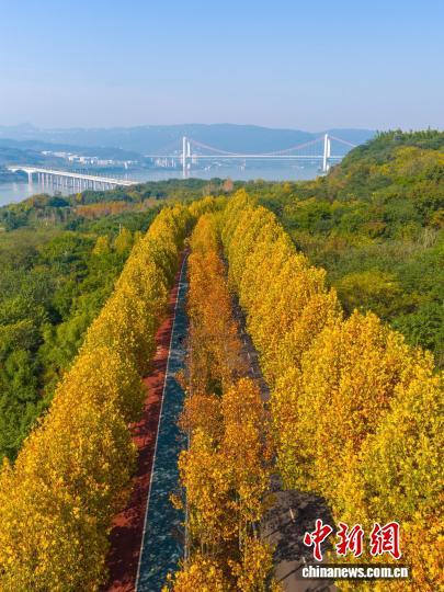 长江上游最大江心岛冬日梧桐绘就金色浪漫