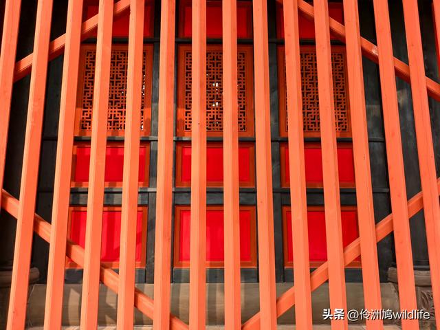 成都徒步（71）·昭觉寺银杏&升仙湖水杉