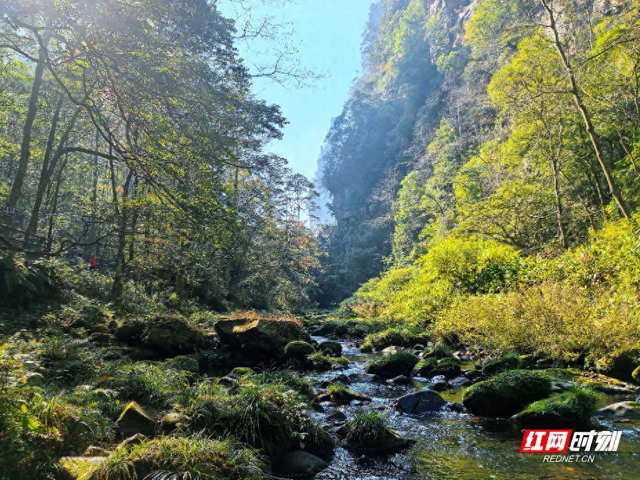 张家界金鞭溪：大雪时节山水织就斑斓画，暖阳里游人醉享秋韵余温