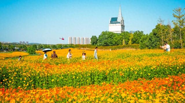 登高、赏花、游江……重阳节将至，带长辈玩转金秋
