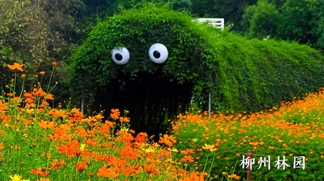 柳州市雀儿山公园硫华菊花海上线