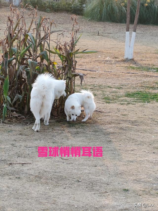 奇哉，蜀犬不吠日矣