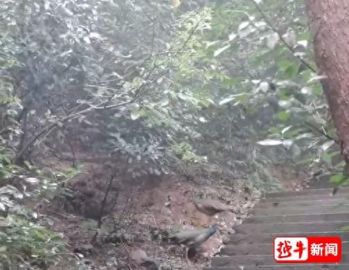 绍兴香炉峰，又现这一幕！