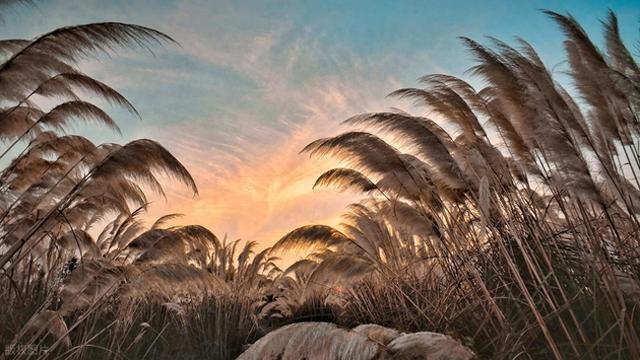 别只等着栖霞山的红叶，南京周边人少的彩色芦苇雪海，出片率100%