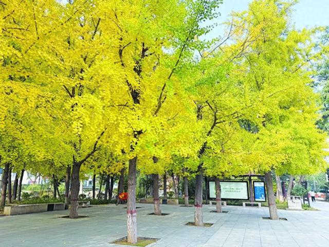 已进入最佳观赏期！石家庄5处银杏观赏公园推荐！