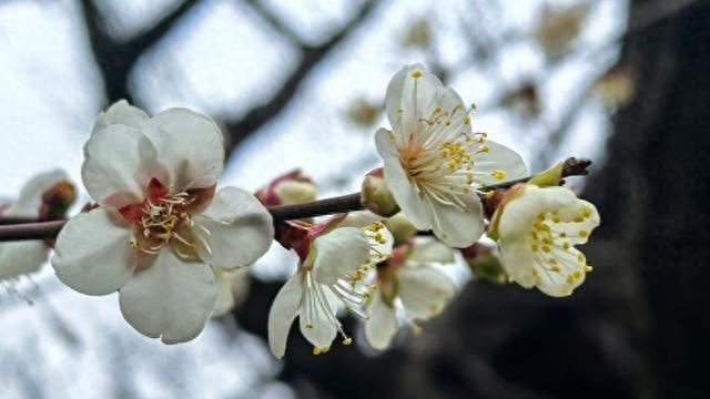 超山梅花开啦！夜游灯会、沉浸剧本游解锁赏梅新体验