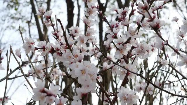 春染徽县｜收藏春日的温柔与美好