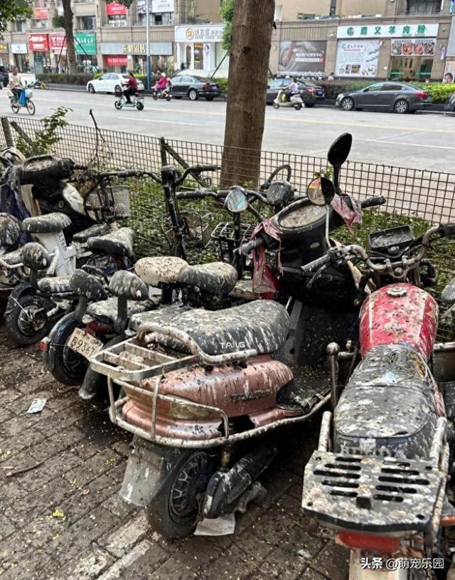 车停树下被鸟屎覆盖	，洗车费花光，我终于明白停车要远离大树