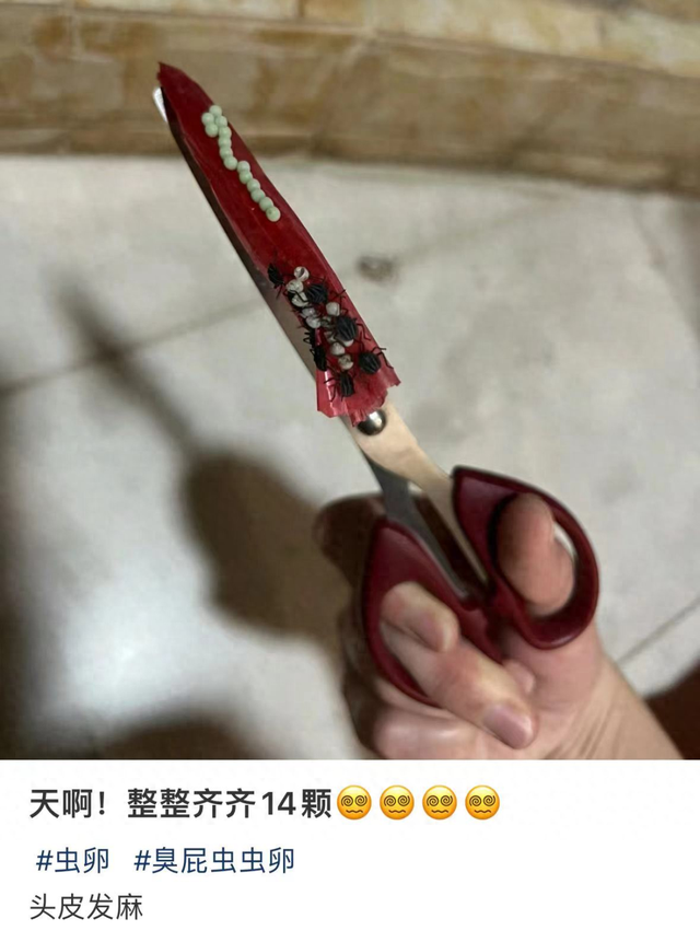 凌晨 3 点，一排绿色虫卵，在我身上孵出 14 个崽！