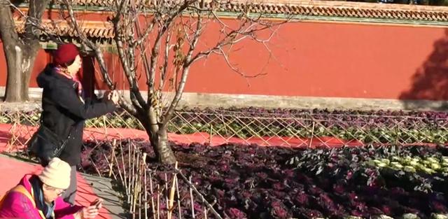 景山公园上线“新皮肤”，市民走近一看：这菜我吃过