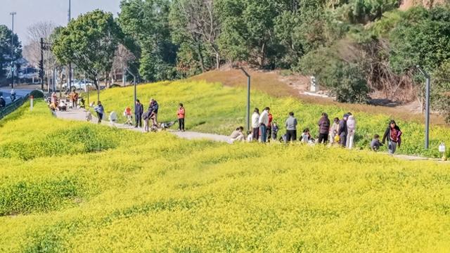 大片油菜花开，恍若邂逅春日！良渚七贤桥村花海成热门打卡地