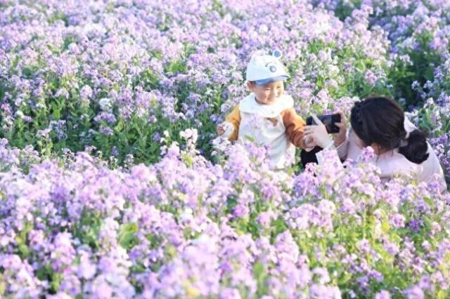 合肥紫色花海，太惊艳