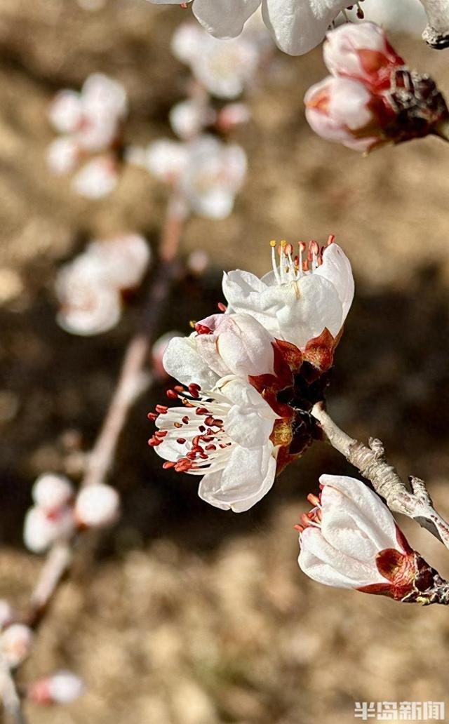 踏雪寻梅正当时！青岛梅花节3月13日启幕，非遗市集+美食等你来！